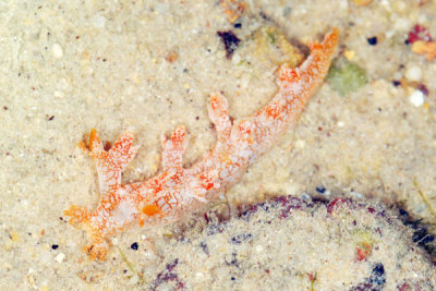 DSC_1118.jpg