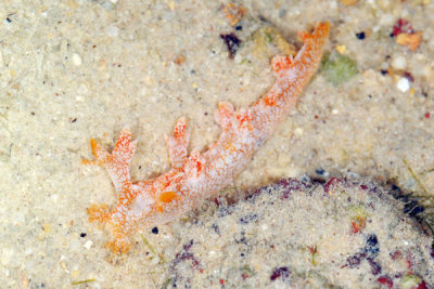 DSC_1119.jpg