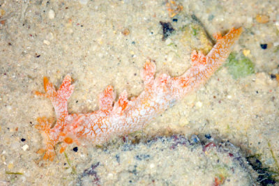DSC_1120.jpg