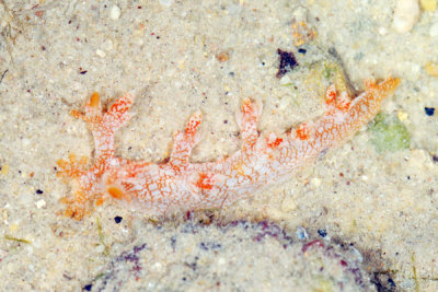 DSC_1123.jpg