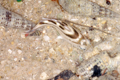 DSC_1131.jpg