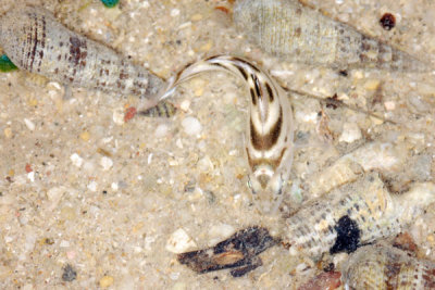 DSC_1132.jpg