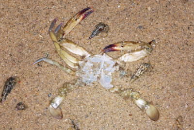 DSC_1133.jpg