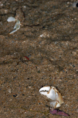 DSC_1136.jpg