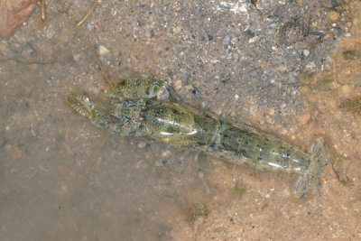 DSC_1138.jpg