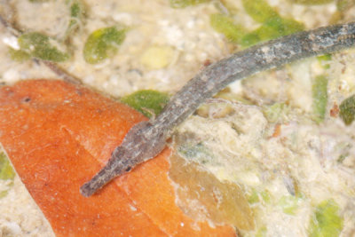 DSC_1141.jpg