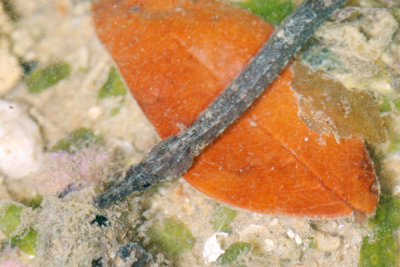 DSC_1142.jpg