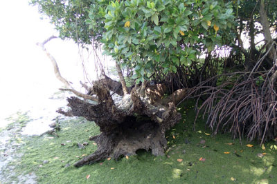 Chek Jawa Guided Walk [2 March 2013]