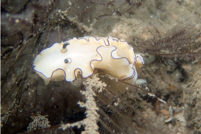 P2240742.JPG