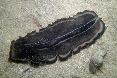 P.Hantu Dive 2 [24 Feb 2013]