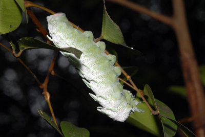 DSC_1174.jpg