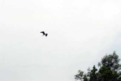 DSC_1178.jpg