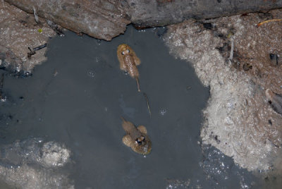 DSC_1215.jpg