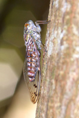 DSC_1240.jpg