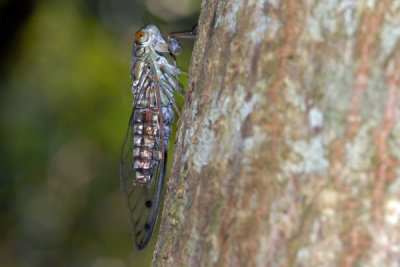 DSC_1242.jpg