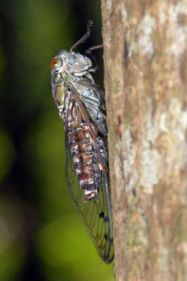 DSC_1243.jpg