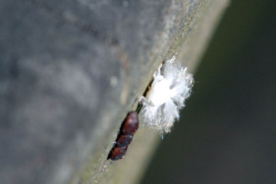 DSC_1262.jpg