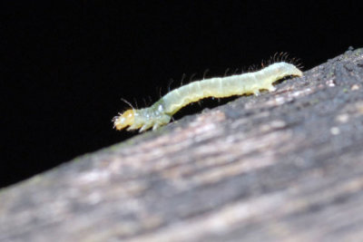 DSC_1268.jpg