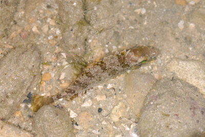 DSC_1300.jpg