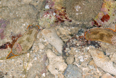 DSC_1302.jpg
