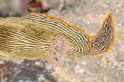 DSC_1305.jpg
