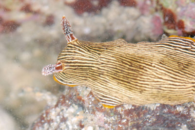 DSC_1308.jpg