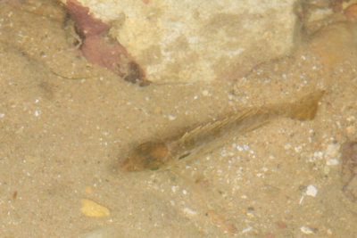 DSC_1332.jpg