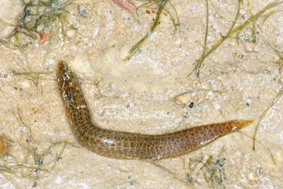 DSC_1336.jpg