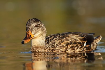 IMG_0036