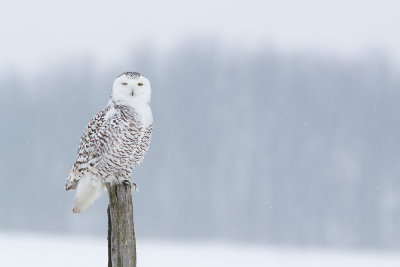Harfang des Neiges / Snowy Owl 