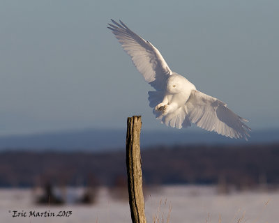 Harfang des Neiges Mle / Snowy Owl Male  IMG_4144