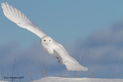 Harfang des Neiges Mle / Snowy Owl Male    900.jpg