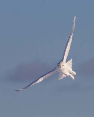 Harfang des Neiges Mle / Snowy Owl Male  IMG_3890.jpg