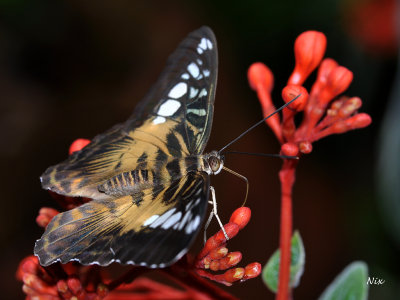 Papillons 2013