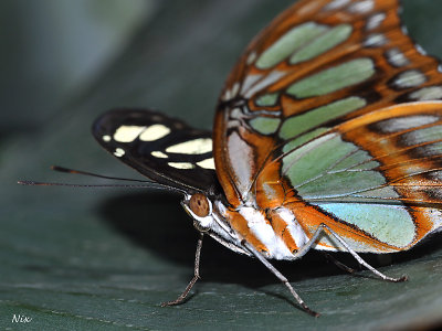 Papillons 2013