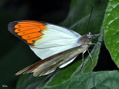 Papillons 2013