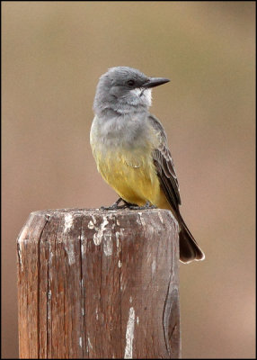 Cassin's Kingbird