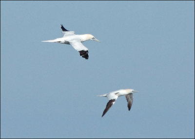 Northern Gannet