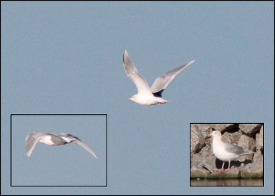 Iceland Gull