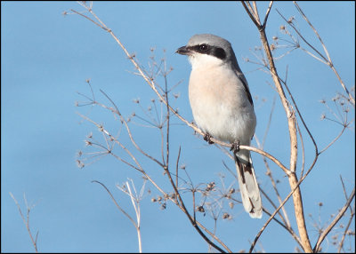 Loggerhead Shrike