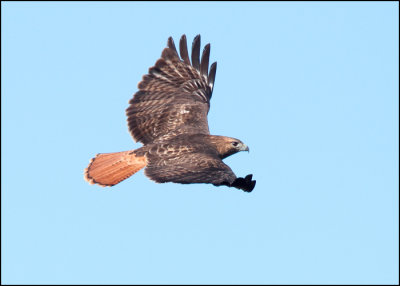 Red-tailed Hawk