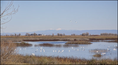 Sacramento NWR