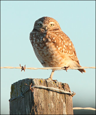 Burrowing Owl