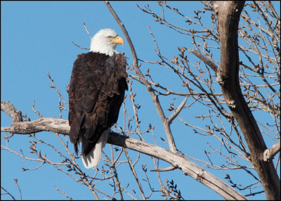 Bald Eagle