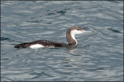 Artic Loon