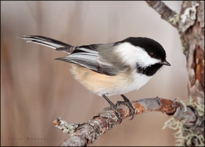 Black-capped Chickadee