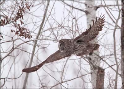 Great Gray Owl