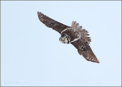 Northern Hawk Owl