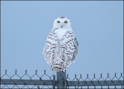 Snowy Owl