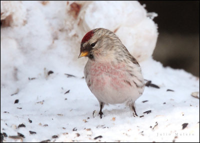 Hoary Redpoll (Male)